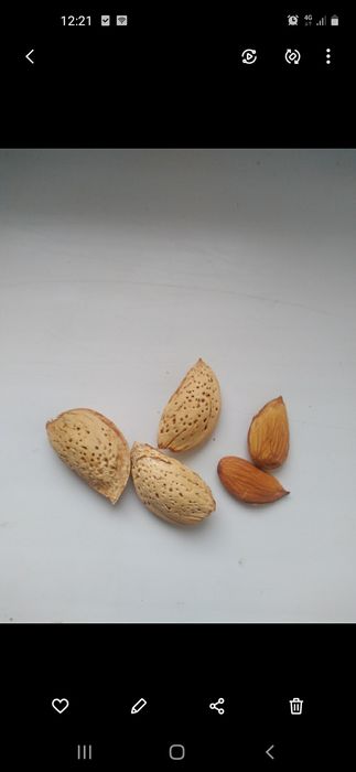 Кошет, саженцы, миндаль, бадам