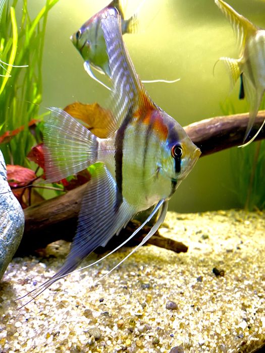 Манакапуру, скалярия, рыбка, рыбки, аквариум.