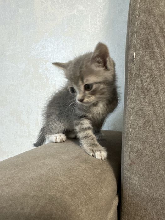 Маленький красивый котик ищет дом