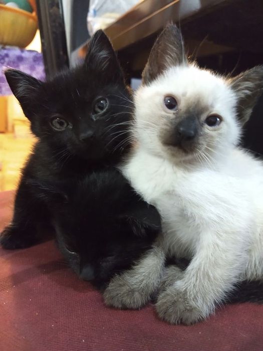 Сиамский котенок