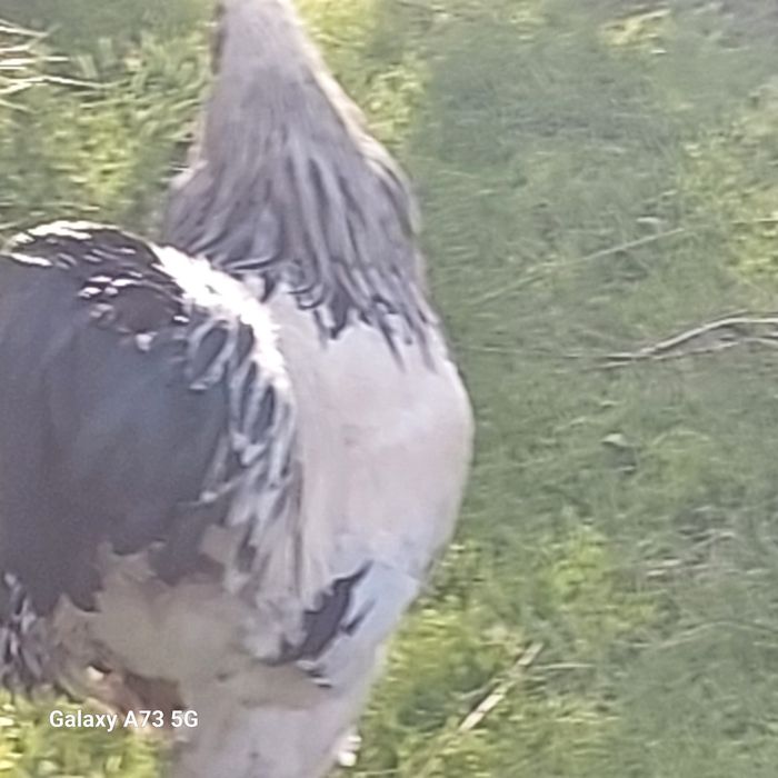 Брама хороз  ыа товукла светлый