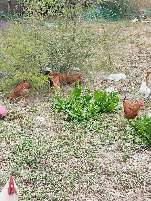 Питухи кученские