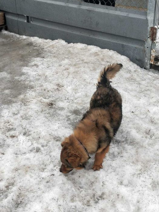 Молодая собачка- девочка ищет хозяина