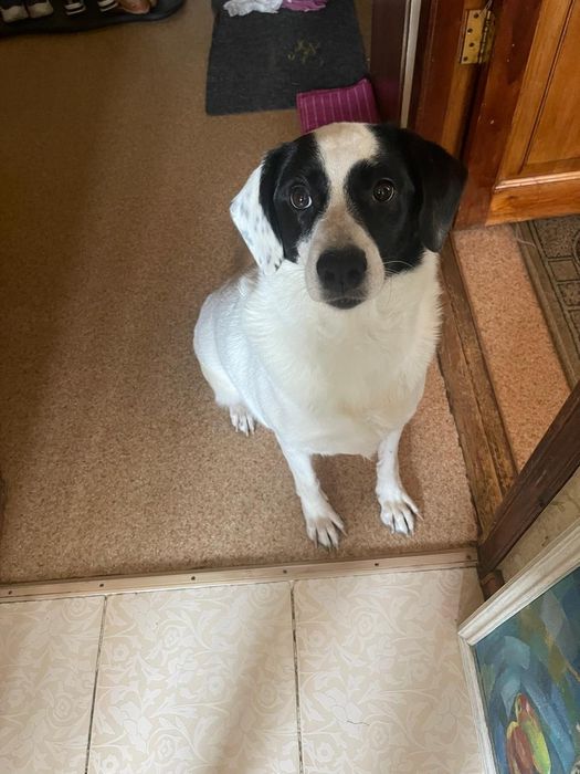 Собака ищет дом, кобель (мальчик)