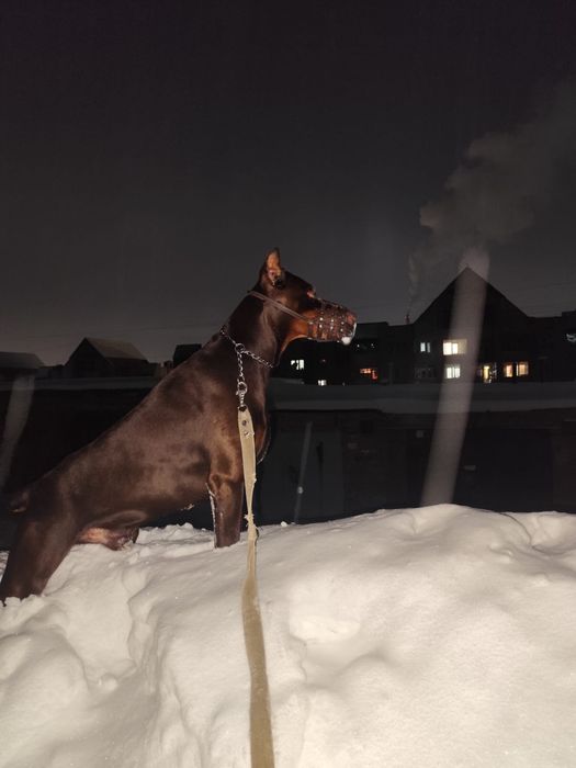 Шенки добермана все документы