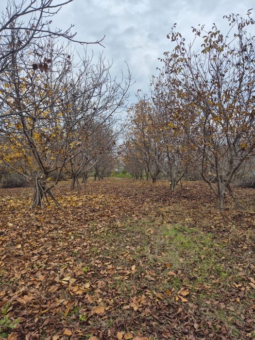 Livada de nuci pe rod