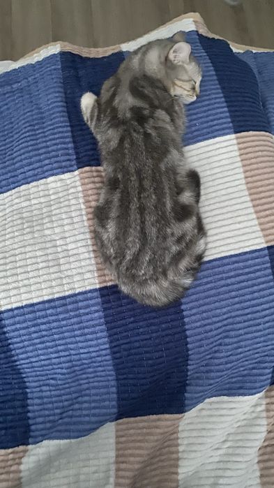 Отдам кошку бесплатно