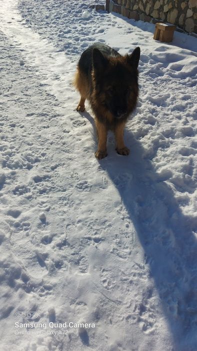 Вязка кобель немец