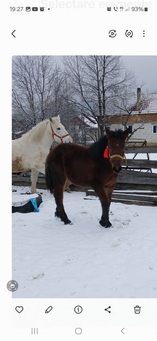 Vând mânză cuminte vârstă șase luni