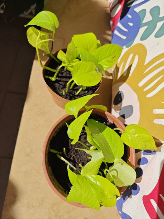 Pothos N'joy и Pothos Neon