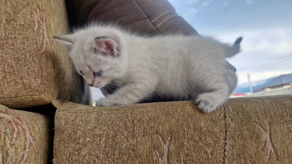 Котята ищут маму.