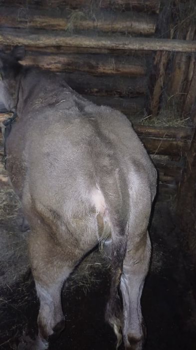 Коровы с телятами!