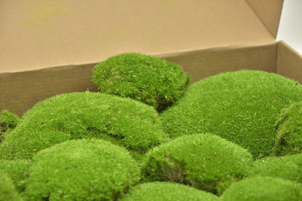 Muschi bombati calitatea 1