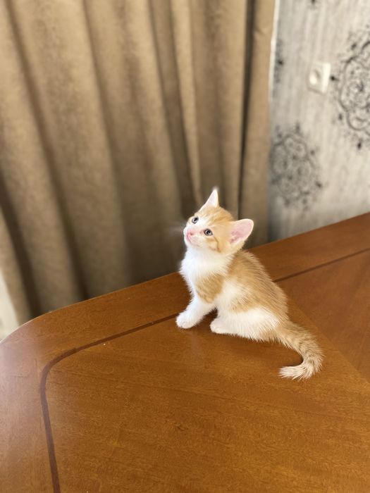 Екі марғау сатылады. 1 данасы 5000 тг