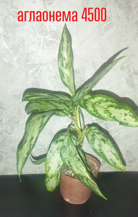 Манстеры.филодендроны .аглаонемы