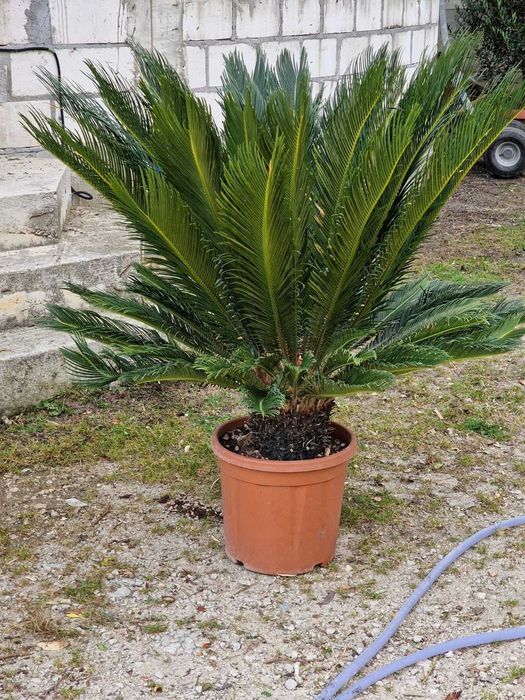 Plante Ornamentale De calitate