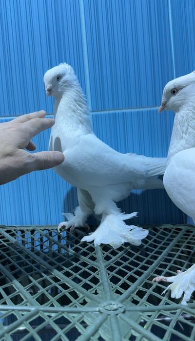 Продам Андижанских голубей