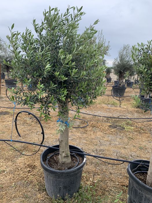 Maslin Olea Europaea pe rod
