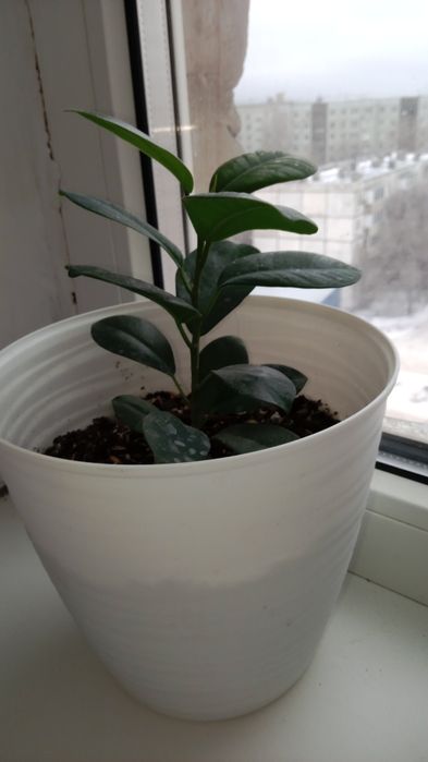 Комнатные растения