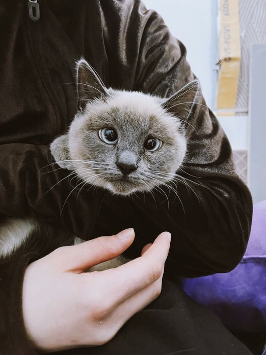 Сиамка кошка, отдам в добрые руки