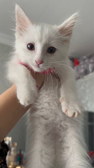 Мушук сотилади Турецикий ангора