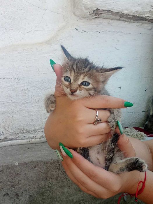 Котята, около 2 месяцев