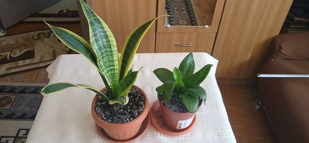 2 ghivece Sansevieria 50 lei amândouă