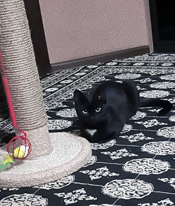 Отдам кошечку в добрые руки