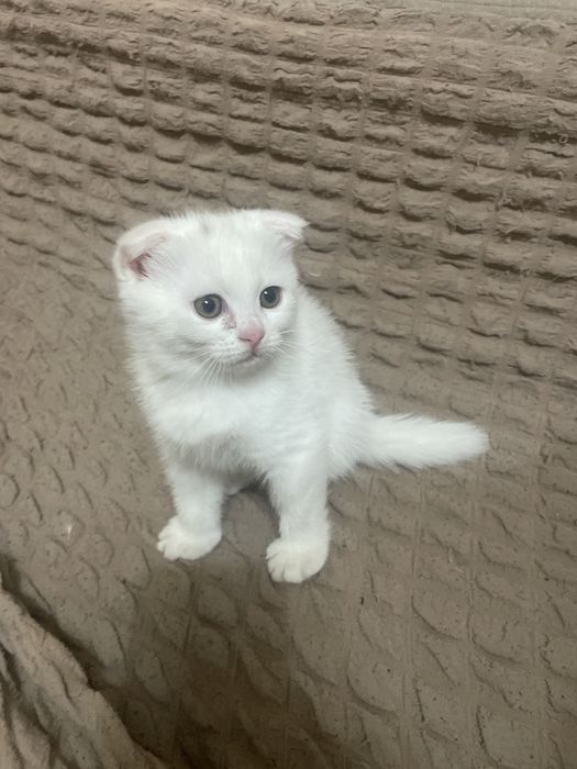 Skotish fold va strak zotti toza