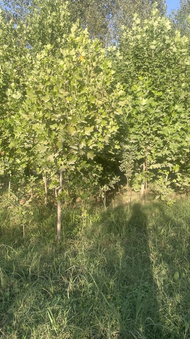 Lola kAshtan pavloniya qayragoch klyon yasen