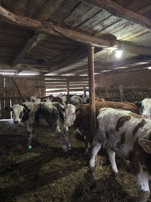 Bălțati românești