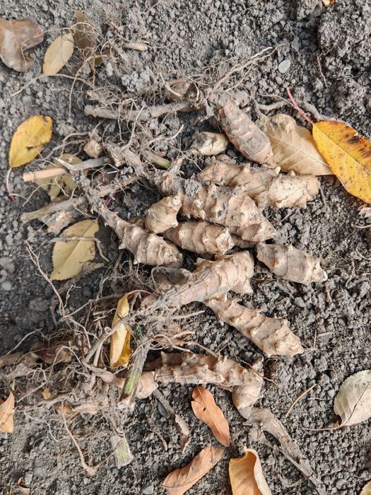 Картошка /топинамбур/