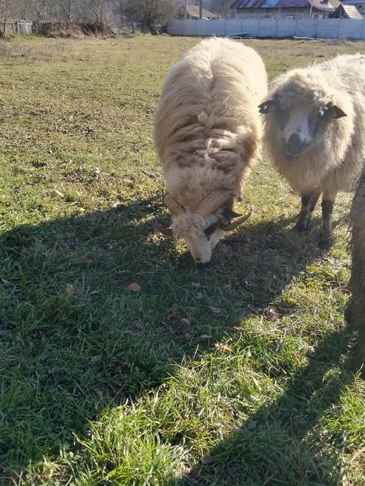 Vînd sau schimb berbec