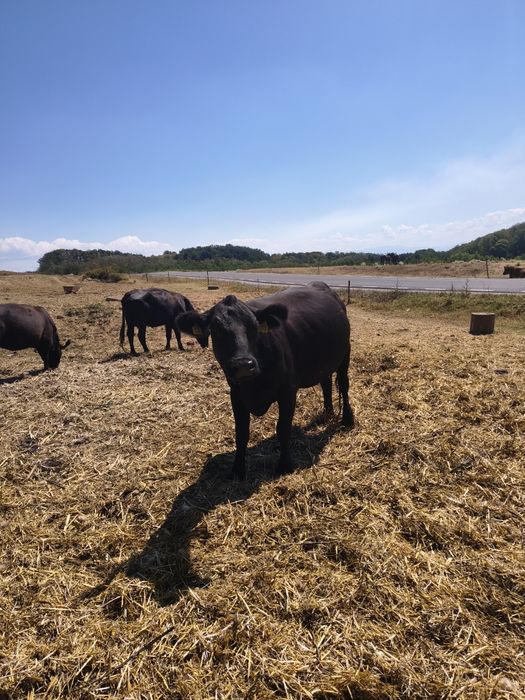 Vand 10 vaci angus ,8 sunt cu vitei