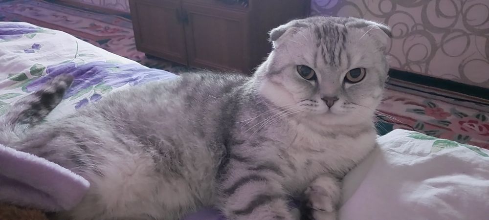 Предлагаю кота на вязку