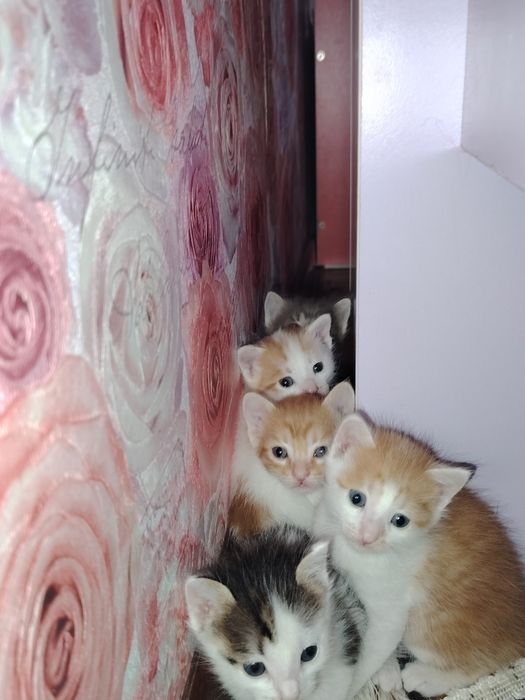 Отдам добрые руки