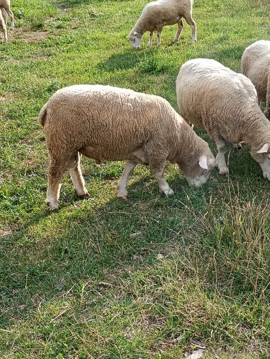 Vând oi Ile de France