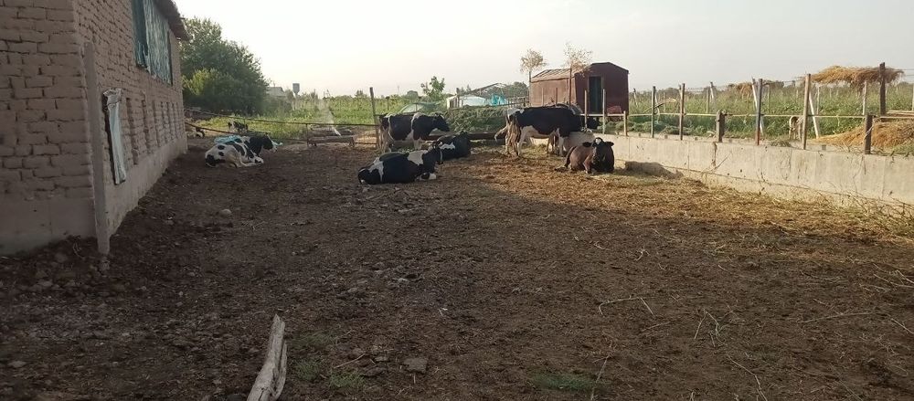 Chorvachilik uchun sog'lom yirik shoxli Qoramollar