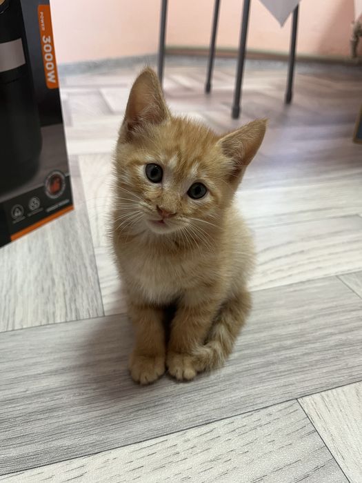 Порода крысоловы котята