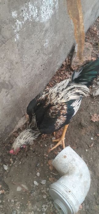 Xoʻrozchalar sotiladi