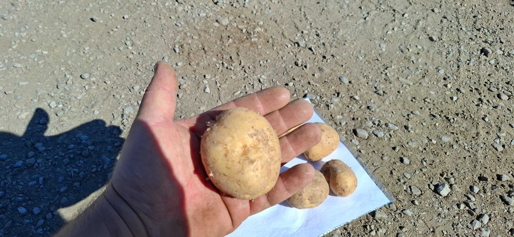 Картофи за консумация и семе