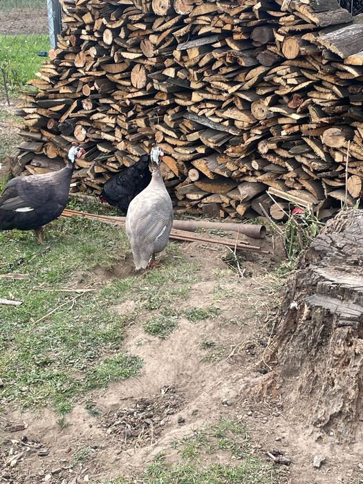 Vând cocos de bibilica