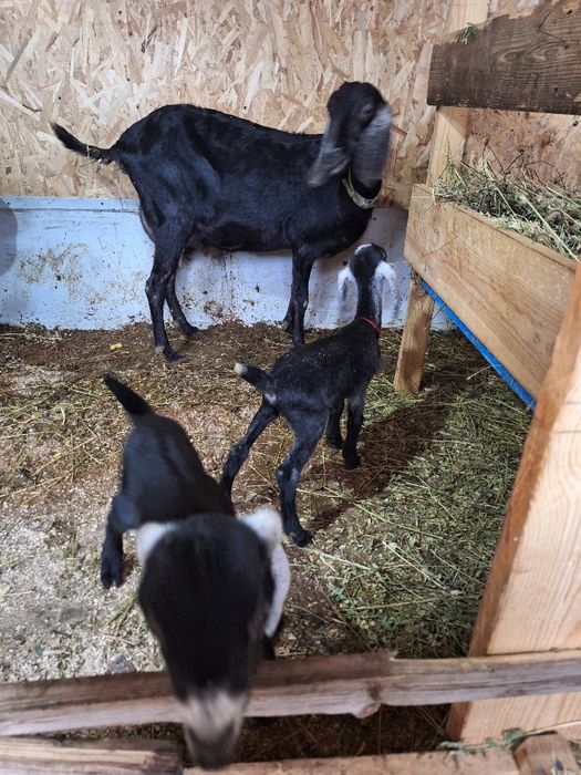 Vând 4 capre si un țap Anglonubiene