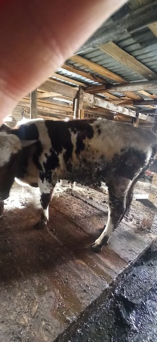 Срочно продам бычка