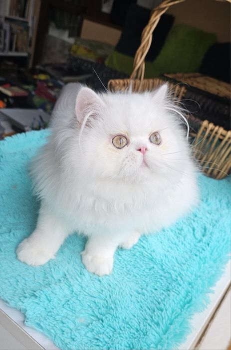 Персийско котенце