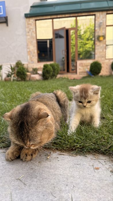 Котята от британской и шотландской вислоухой