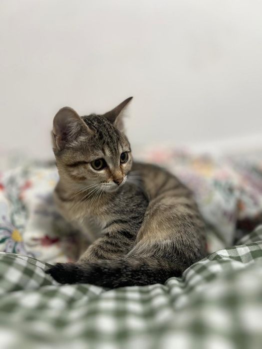 Котятам и кошке нужен дом.