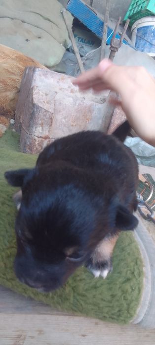 Щенята один мальчик одна девочка