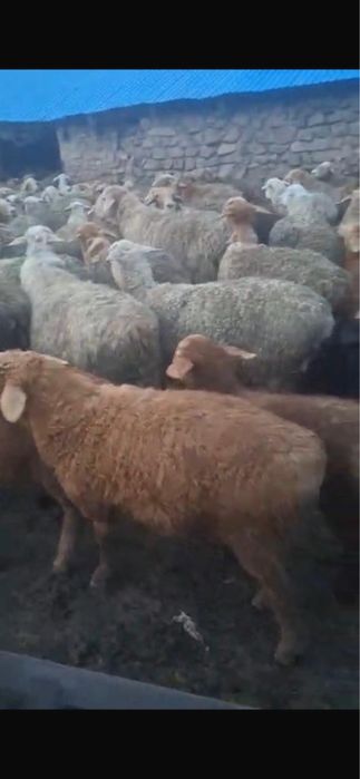 Қозы сатылады 60тан