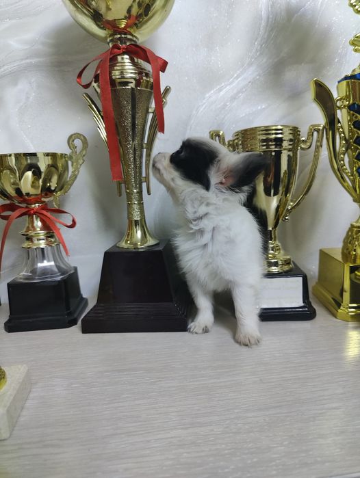 Продаётся щенок чихуахуа мальчик
